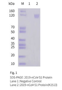S1 SDS-PAGE WB