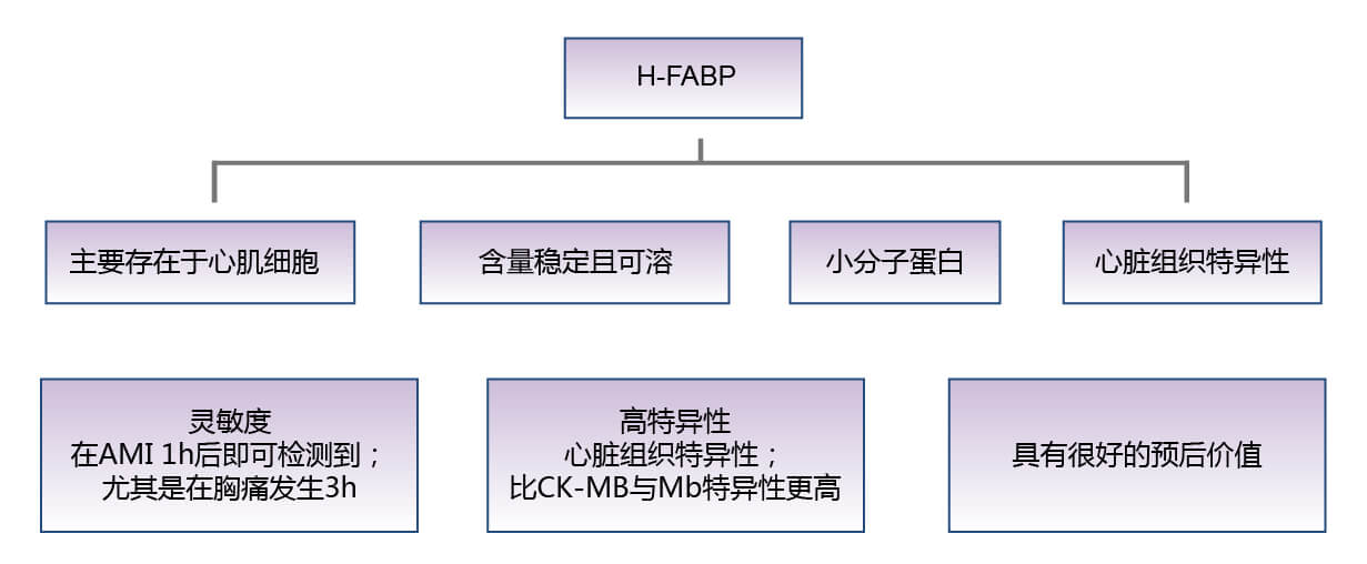 心脏型脂肪酸结合蛋白（H-FABP）的生物学功能