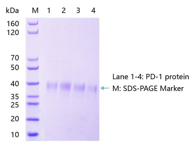 PD-1蛋白SDS-PAGE结果