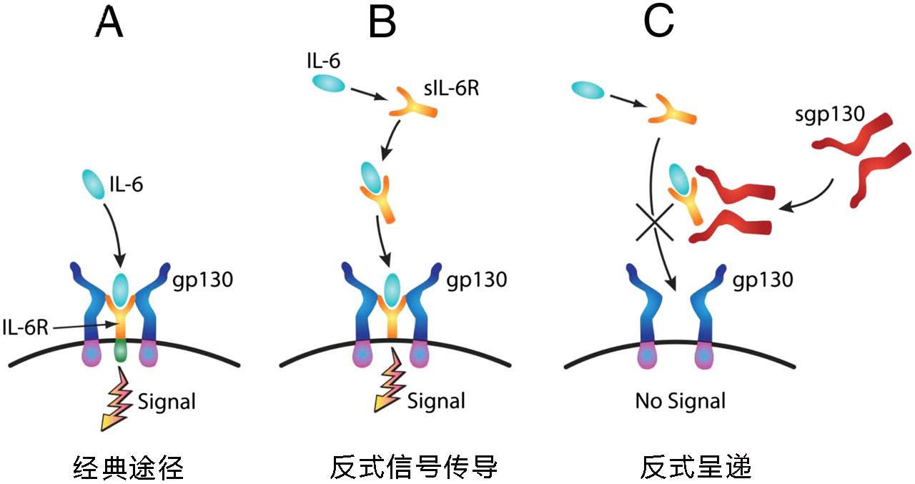 IL-6信号传导的三种通路