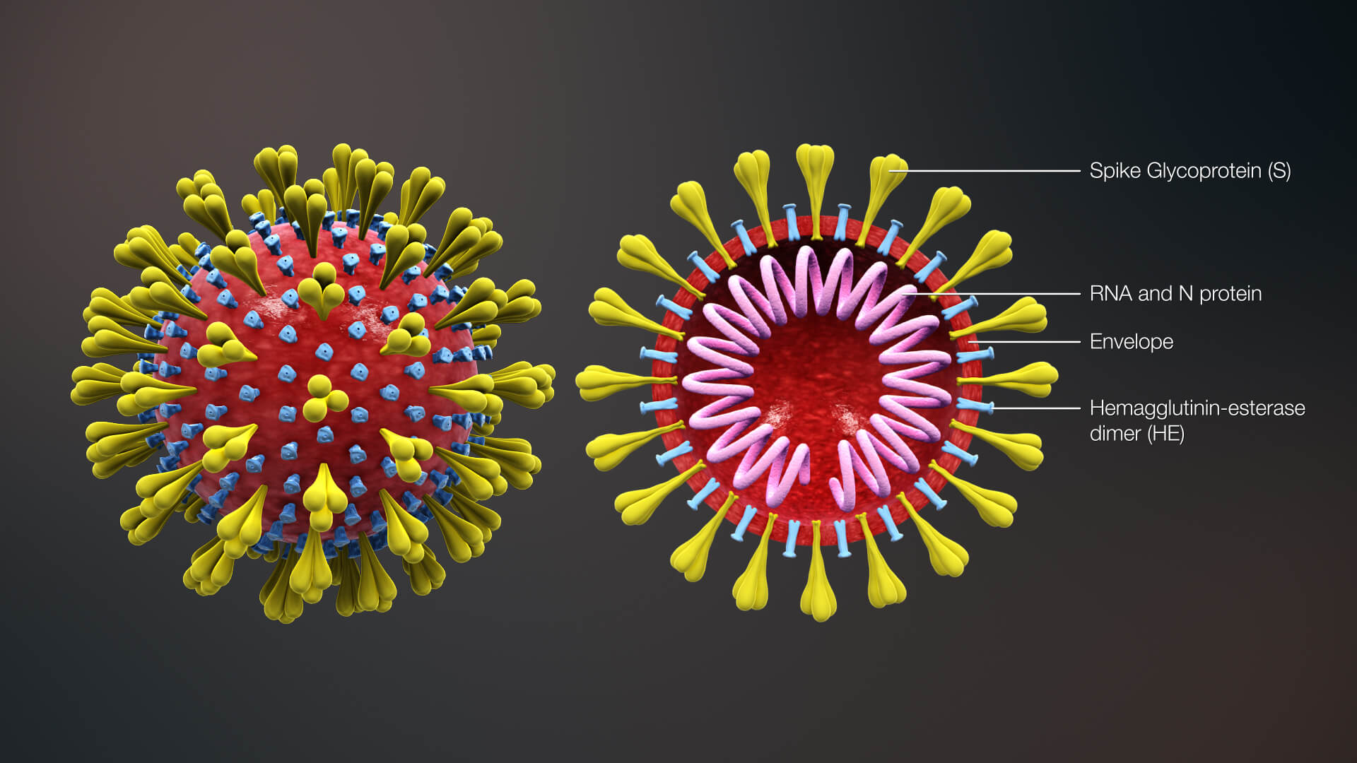 新型冠状病毒结构