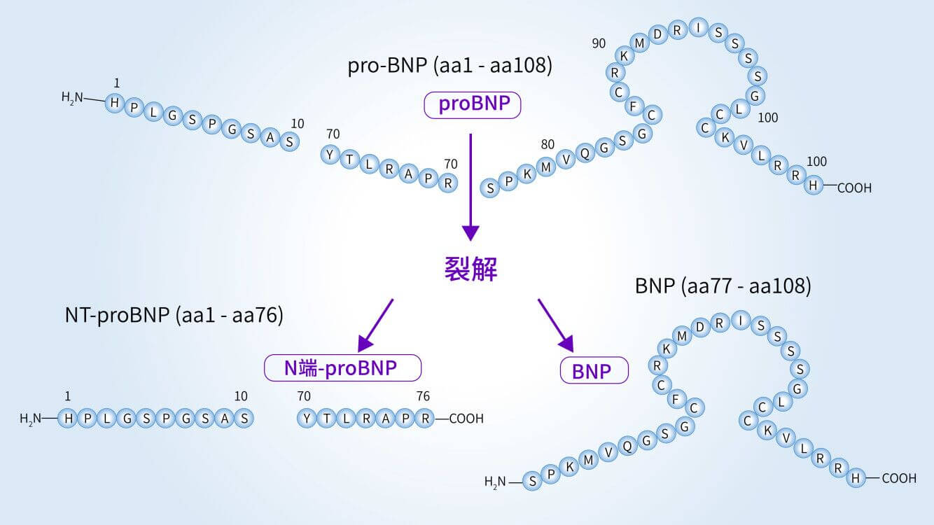 NT-proBNP的合成