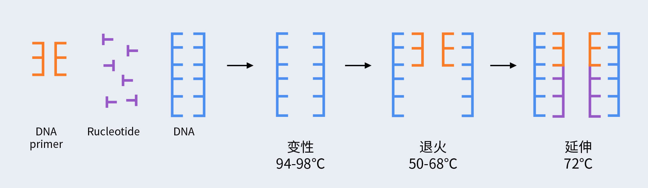 PCR扩增流程