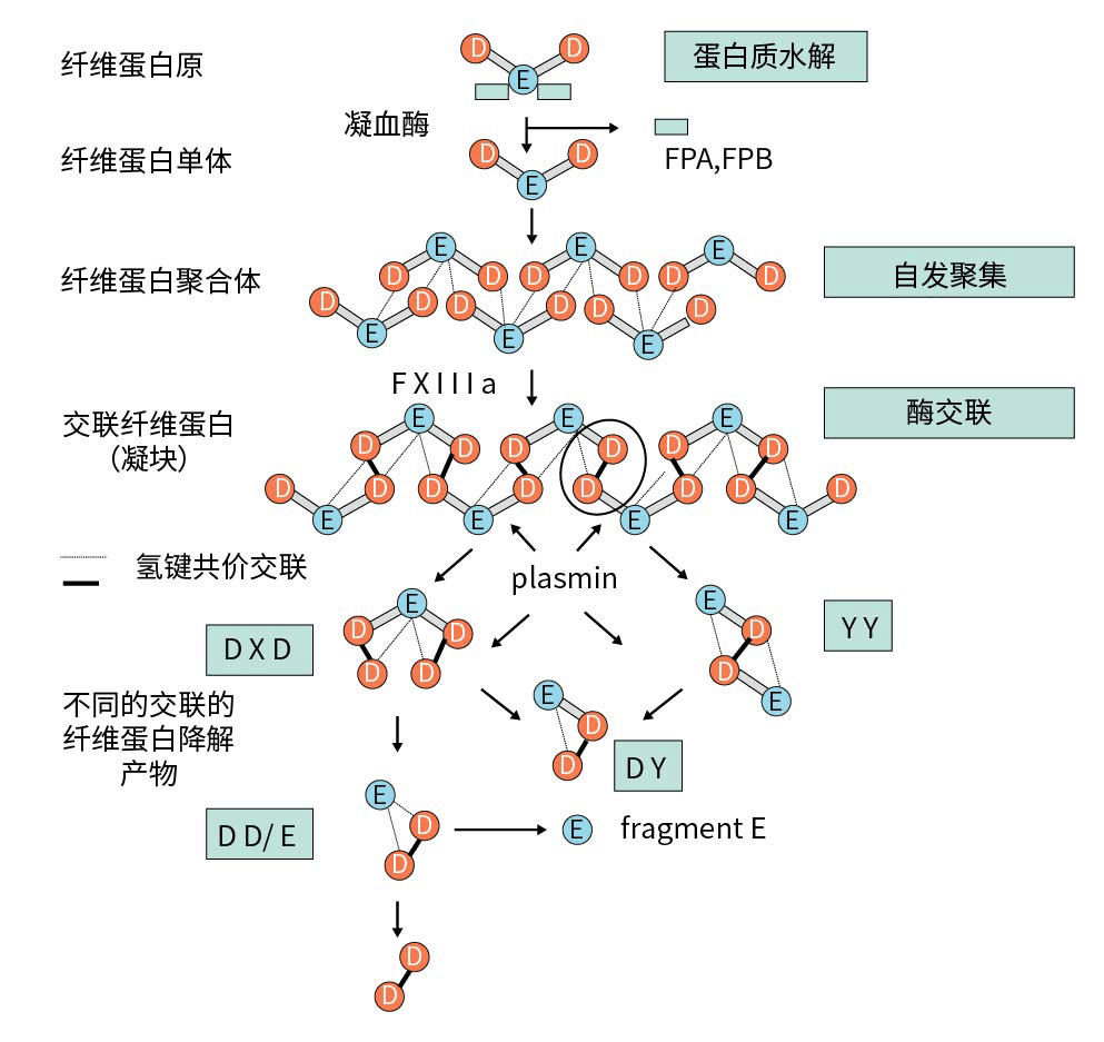 D二聚体的生成与代谢