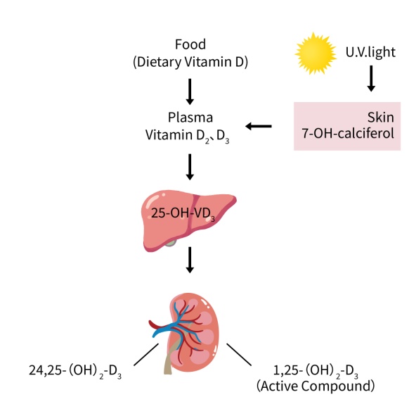 Vitamin D activation pathway-OkayBio
