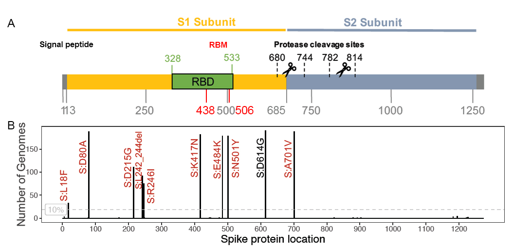 B.1.351基因组棘突区的氨基酸变化对应的蛋白序列位置