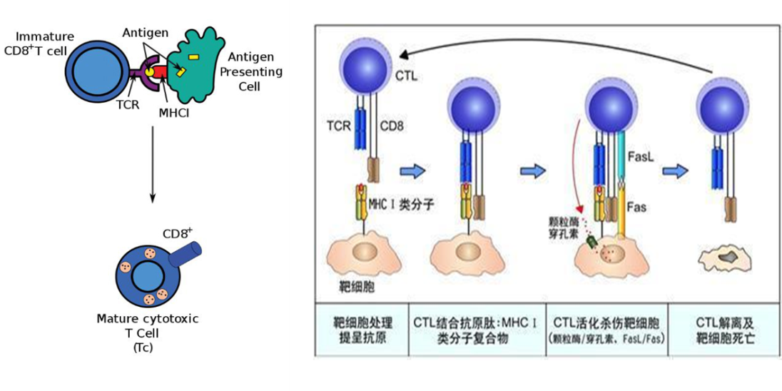 CTL介导的细胞毒效应
