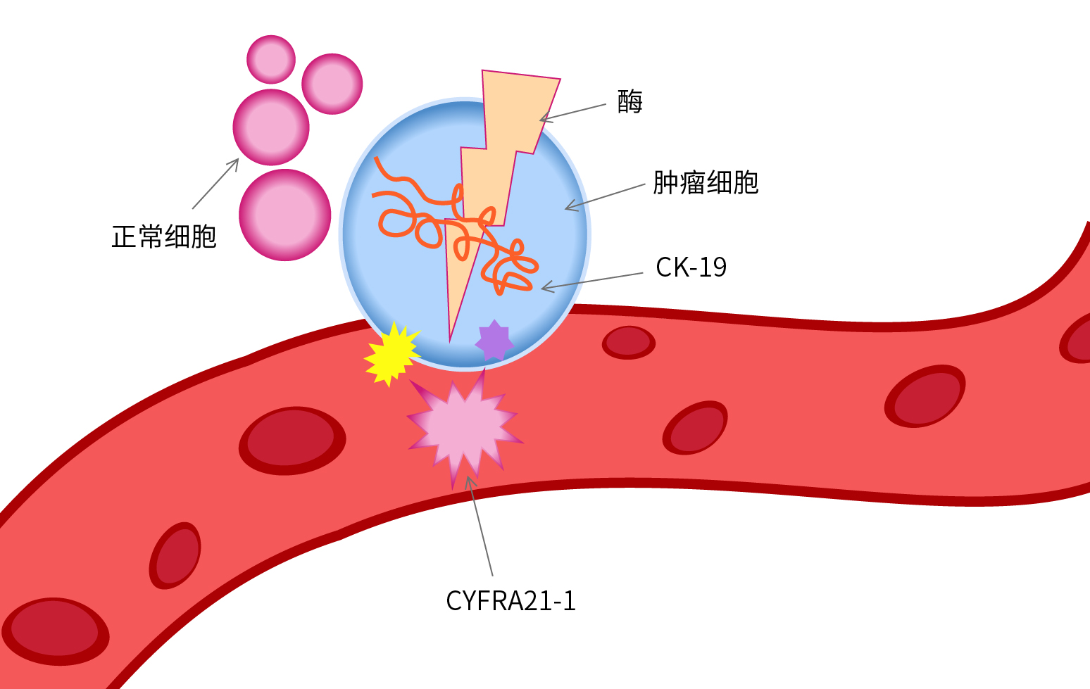 CYFRA21-1 metabolic mechanism