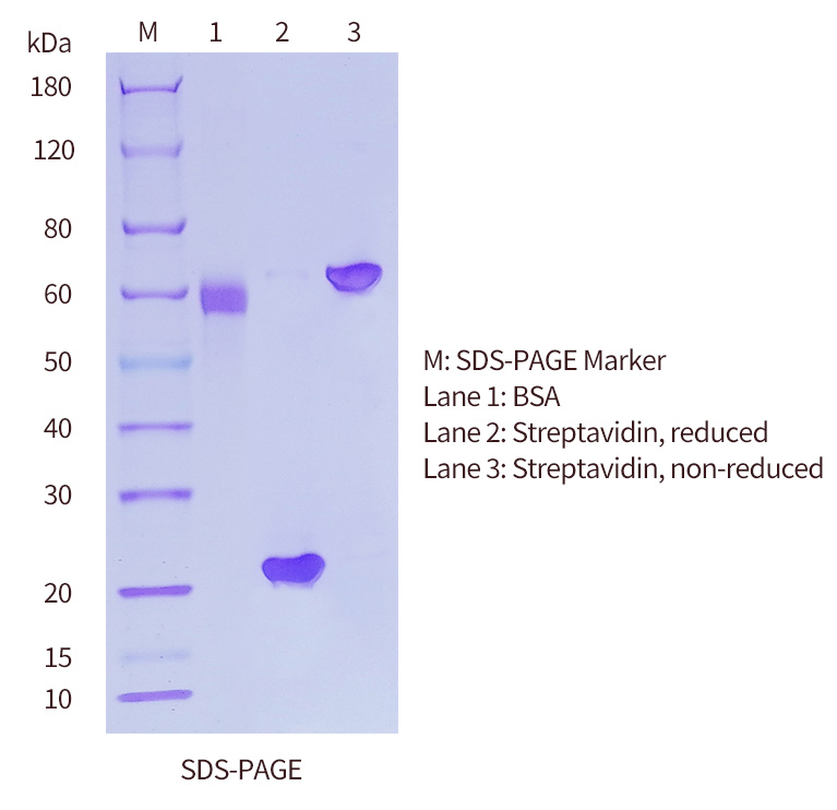 SDS-PAGE-of-Streptavidin