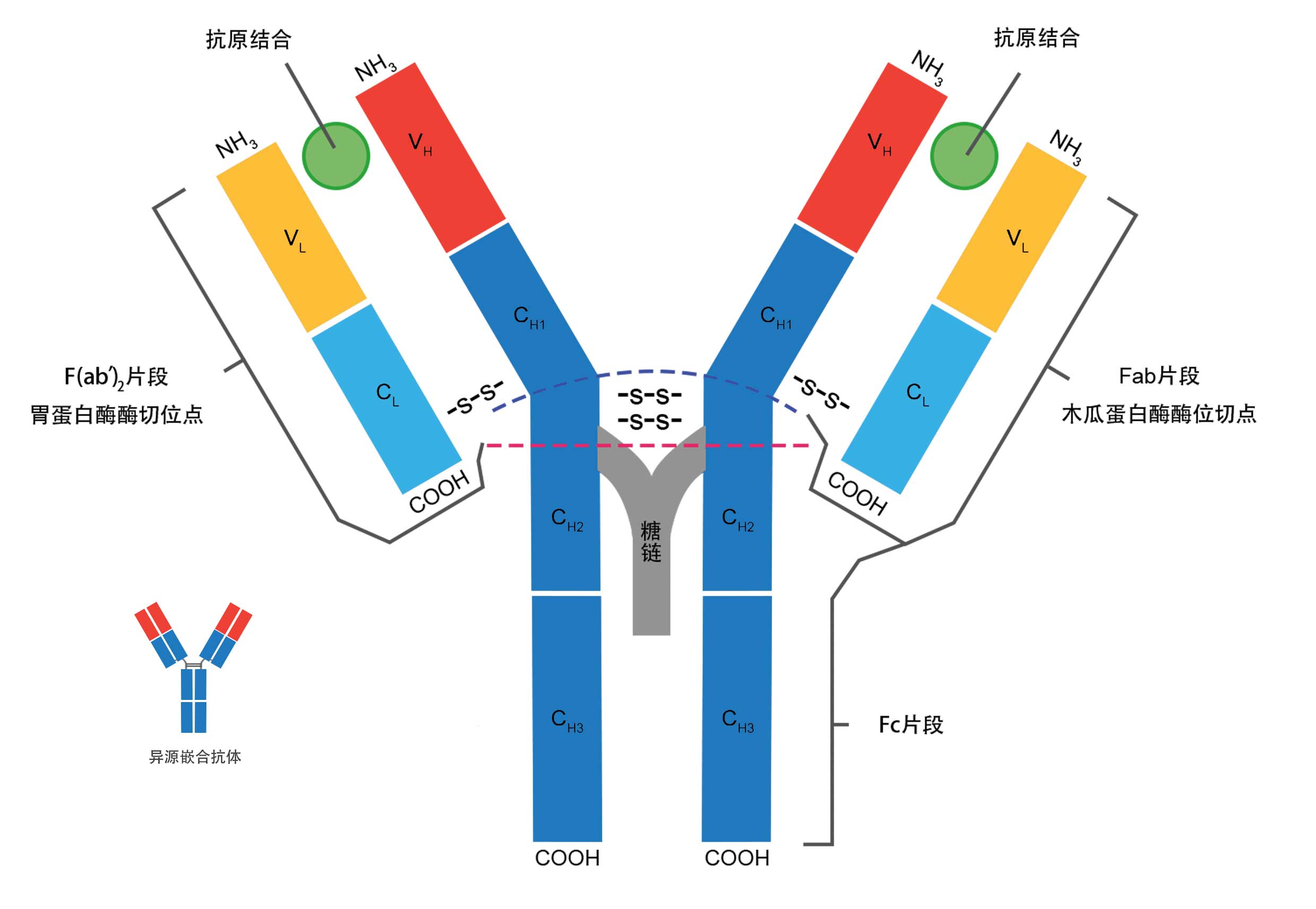 抗体单体结构