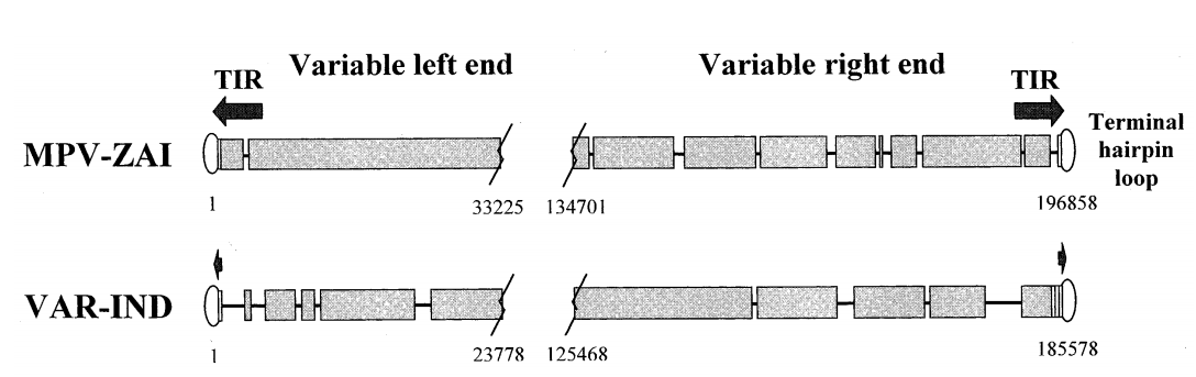 MPV-ZAI和VAR-IND末端物种特异性可变基因组区域示意图