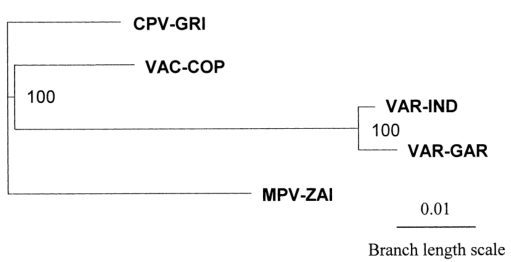 MPV、VAR、CPV、VAC末端可变基因组序列系统发育树分析