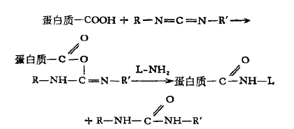 碳二亚胺缩合法