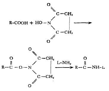 N-羟基琥珀酰亚胺活化法