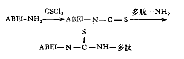 硫氰酸酯衍生物法