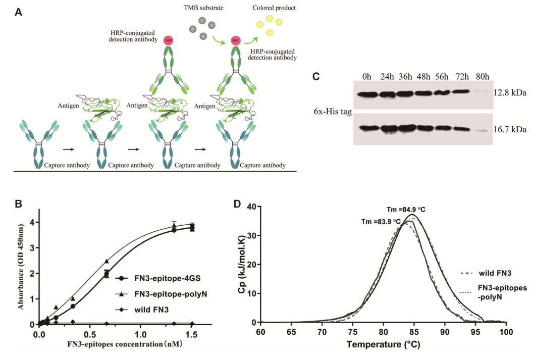 重组蛋白FN3-epitopes-polyN的免疫反应性和稳定性检测