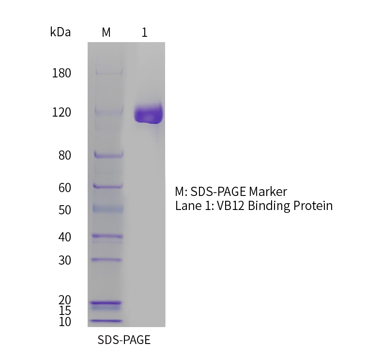 C1716-SDS-PAGE C1750-SDS-PAGE
