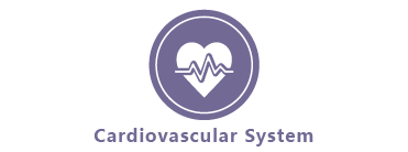 Cardiovascular System