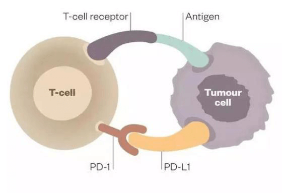 pd-1-protein