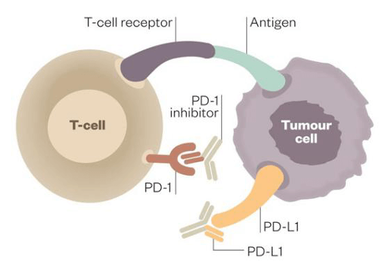 pd-1-protein