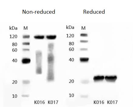 western blot