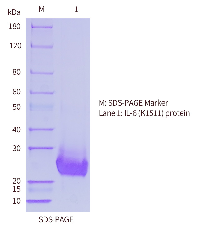 IL-6-SDS-PAGE