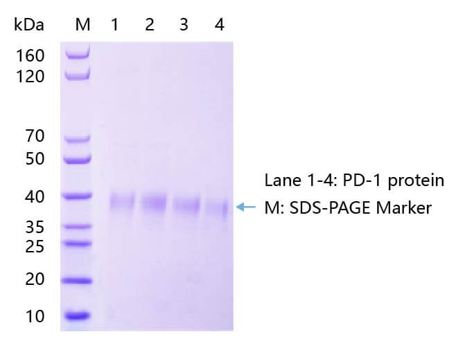 PD-1-sds-page