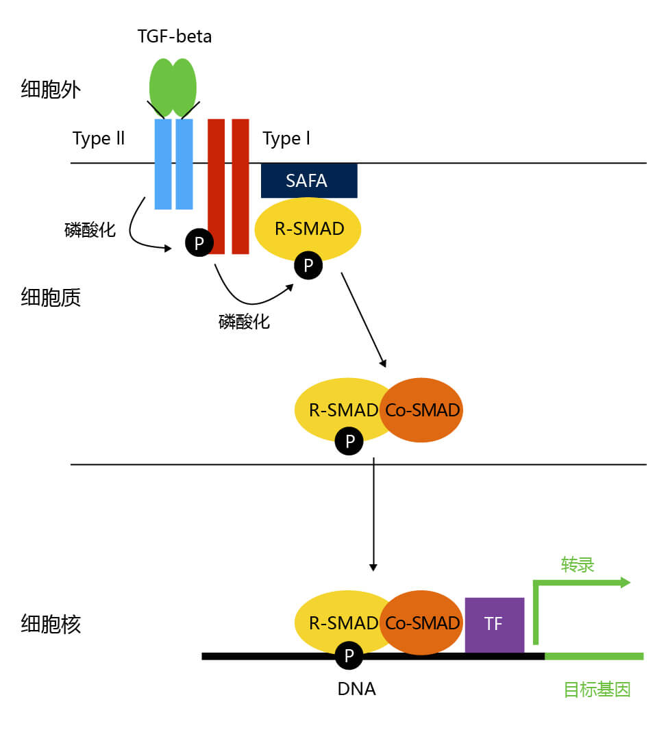 TGF-protein