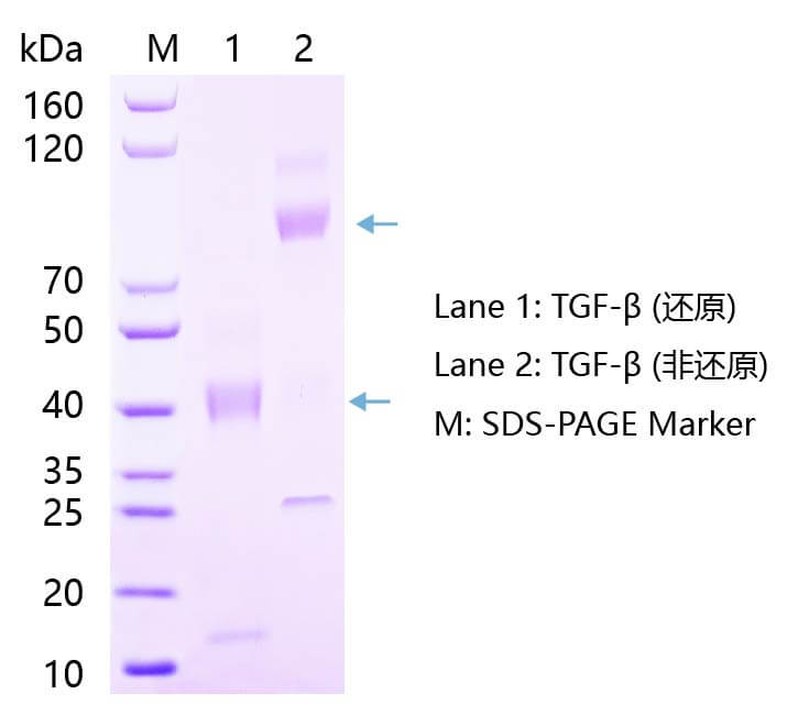 TGF-sds-page