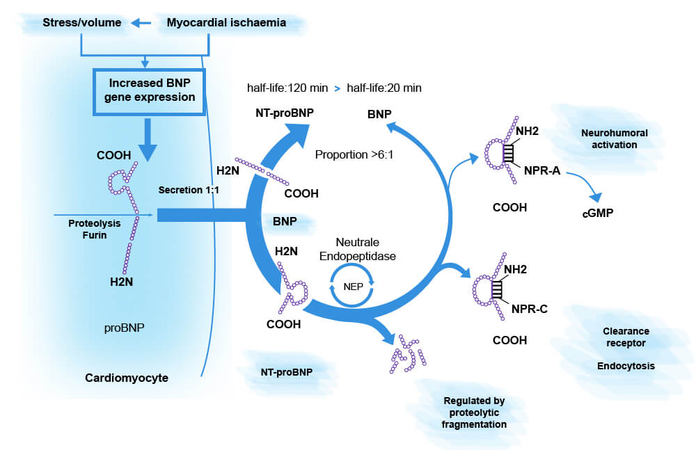 N端脑钠肽前体（NT-proBNP）在体内合成、释放示意图