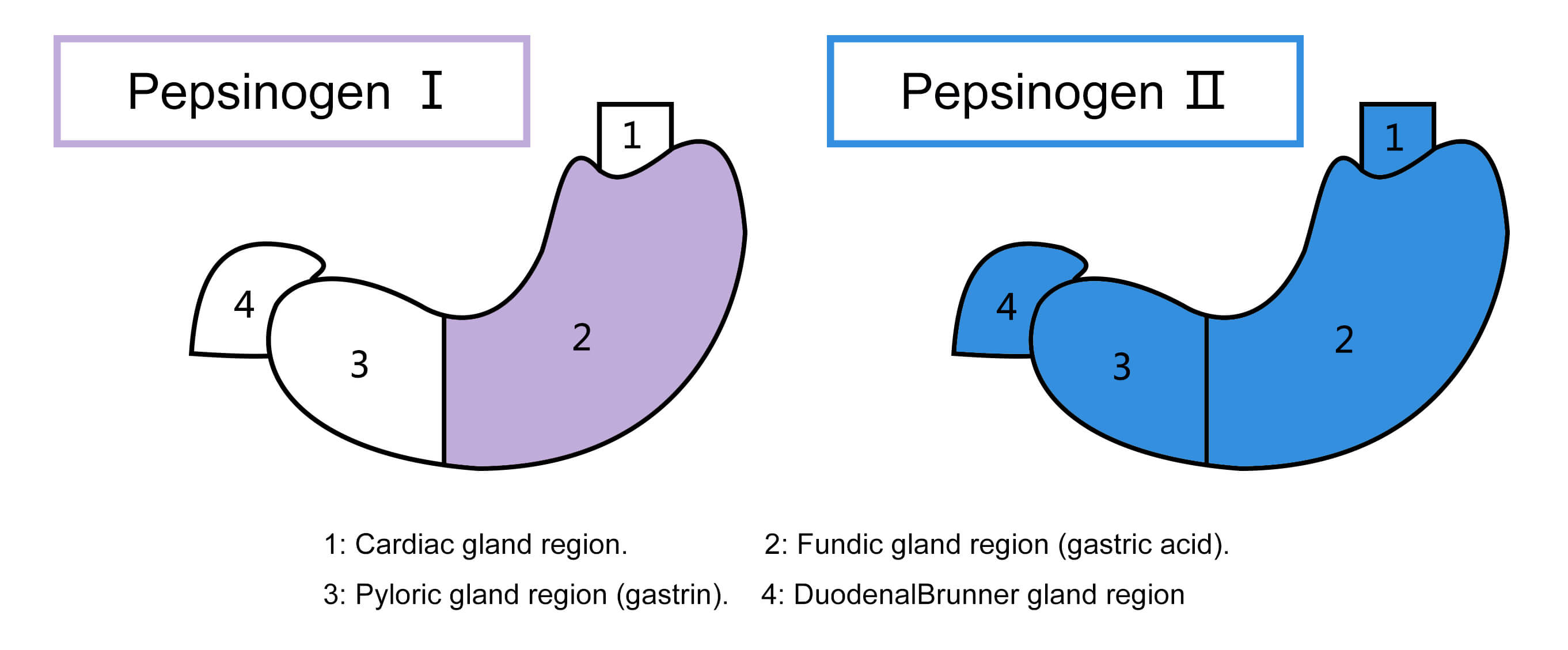 胃蛋白酶原Ⅰ（PGⅠ）与胃蛋白酶原Ⅱ（PGⅡ）的分布情况
