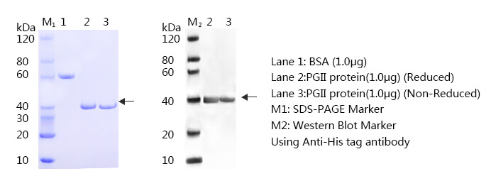 胃蛋白酶原Ⅱ（PGⅡ）抗原SDS-PAGE与western blot图