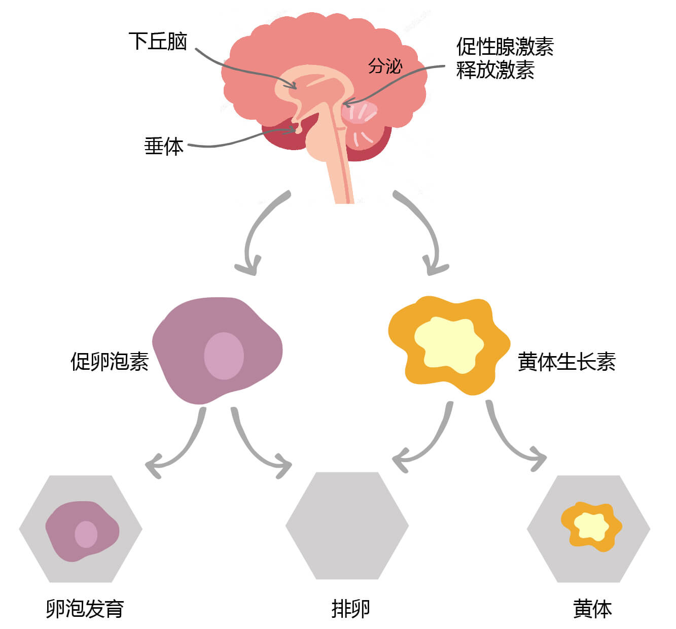 促卵泡激素（FSH）的生物功能