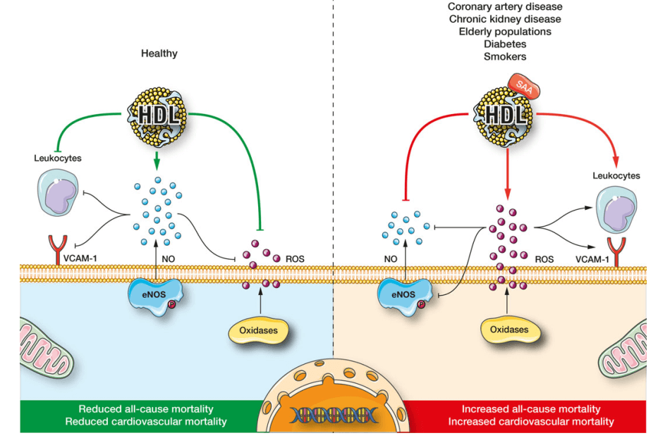血清淀粉样蛋白A（SAA）与HDL的关系