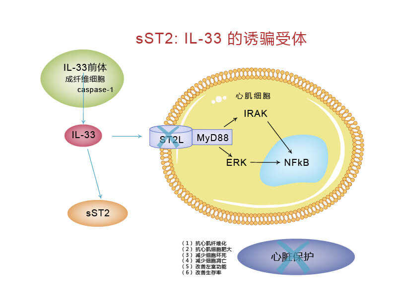 ST2L/IL-33信号通路与sST2的关系