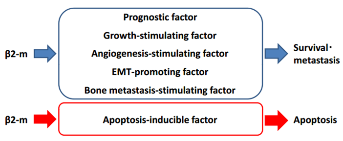 β2微球蛋白（β2-MG）在癌细胞中的功能