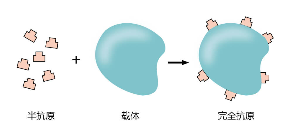 不完全抗原的生成图