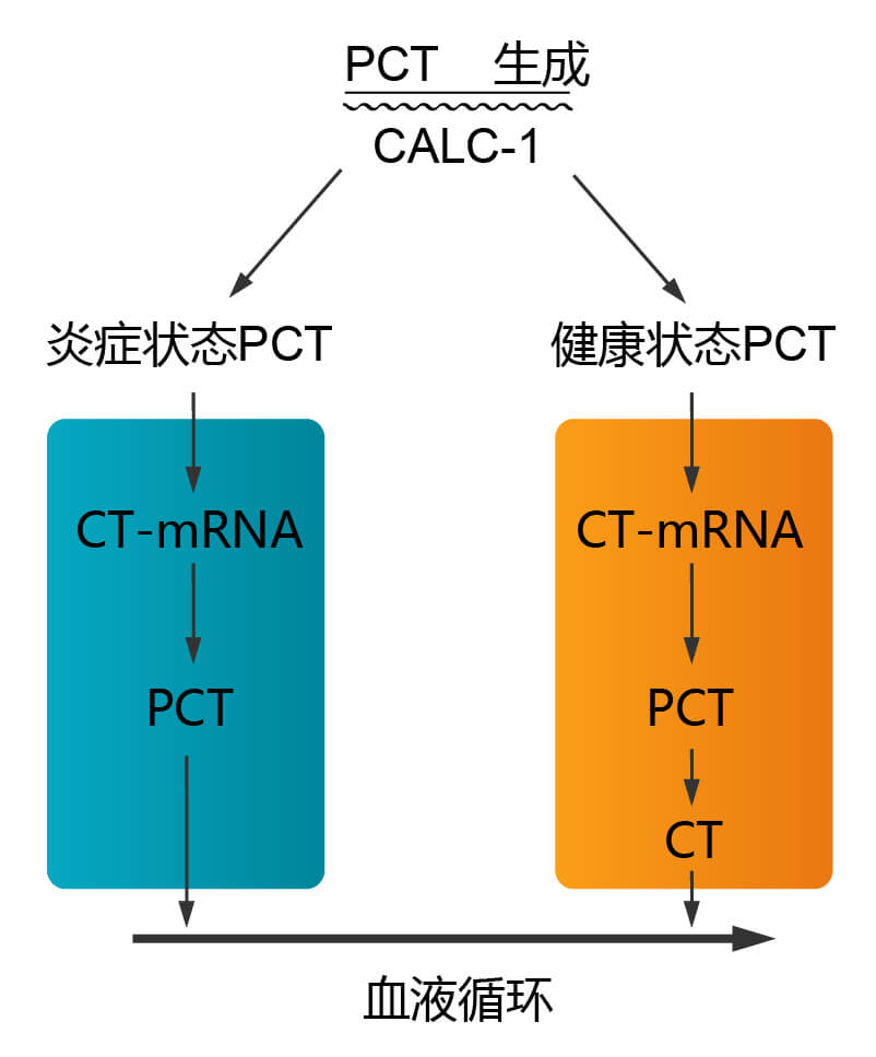 降钙素原（PCT）在炎症与非炎症体内的变化