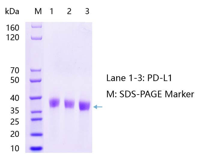 PD-L1蛋白SDS-PAGE结果