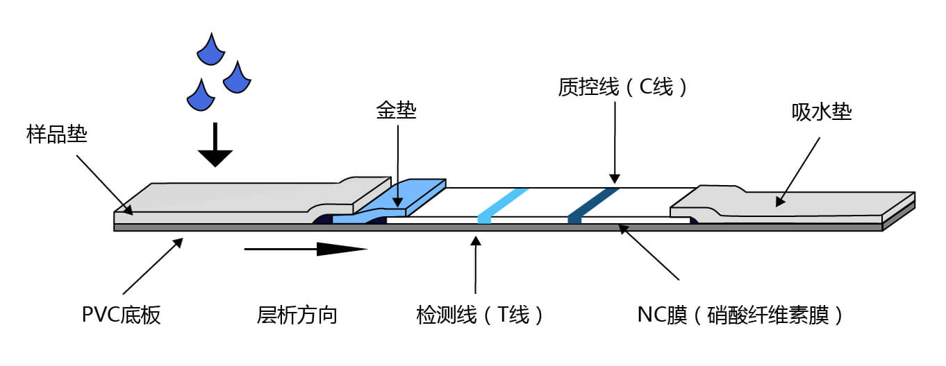 胶体金检测平台