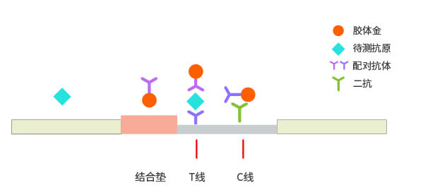 双抗原夹心法模式图图片