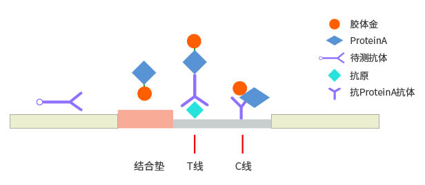 间接法胶体金检测平台