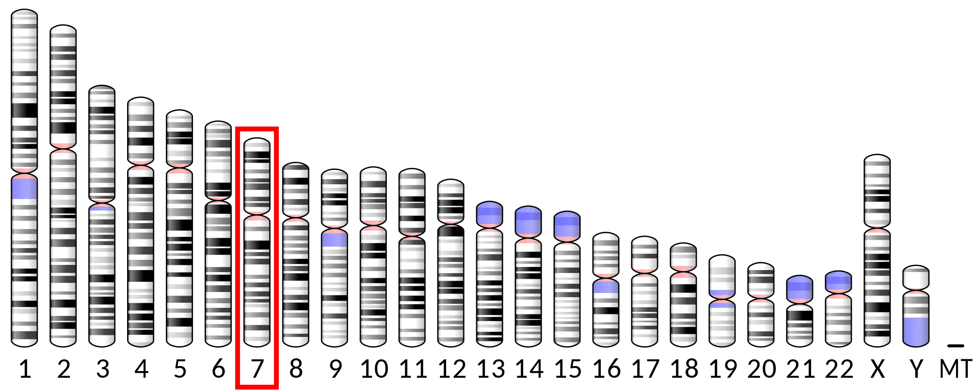 IL-6染色体编码位置