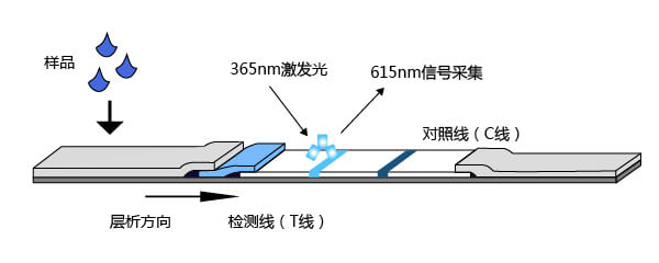 免疫荧光检测平台