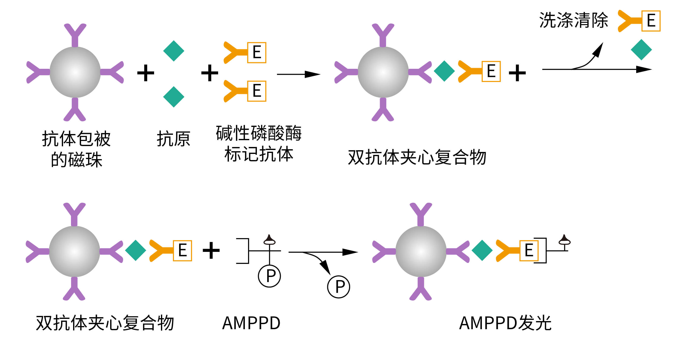 ALP+AMPPD发光体系