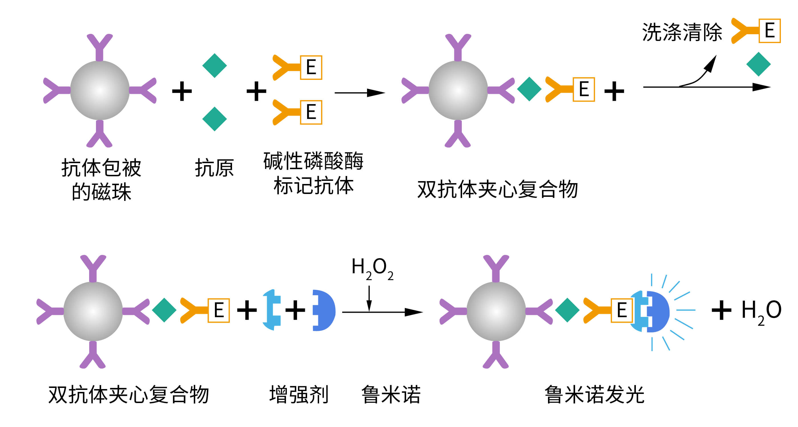 鲁米诺+HRP发光体系
