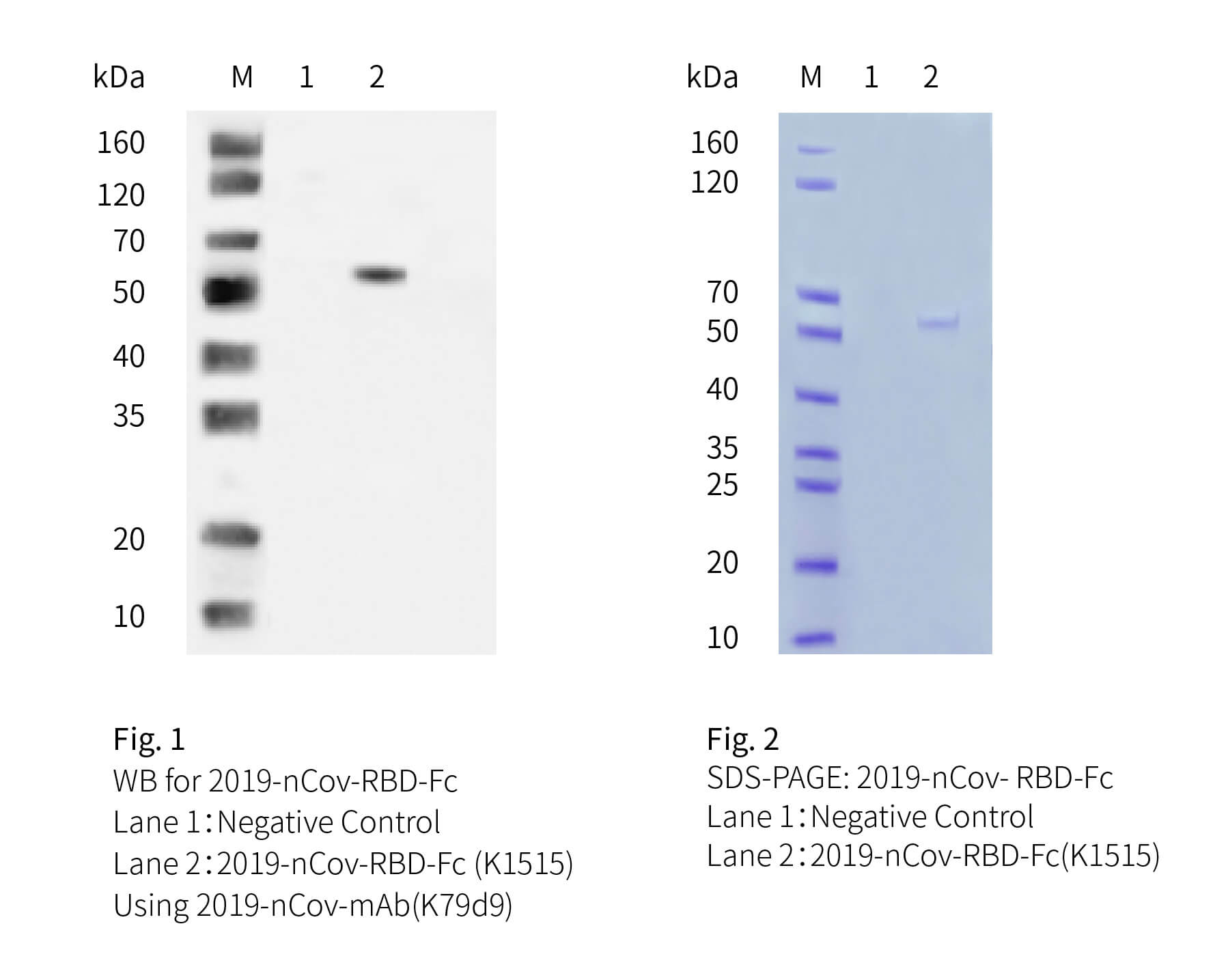 2019-nCoV-RBD-FC-SDS-PAGE
