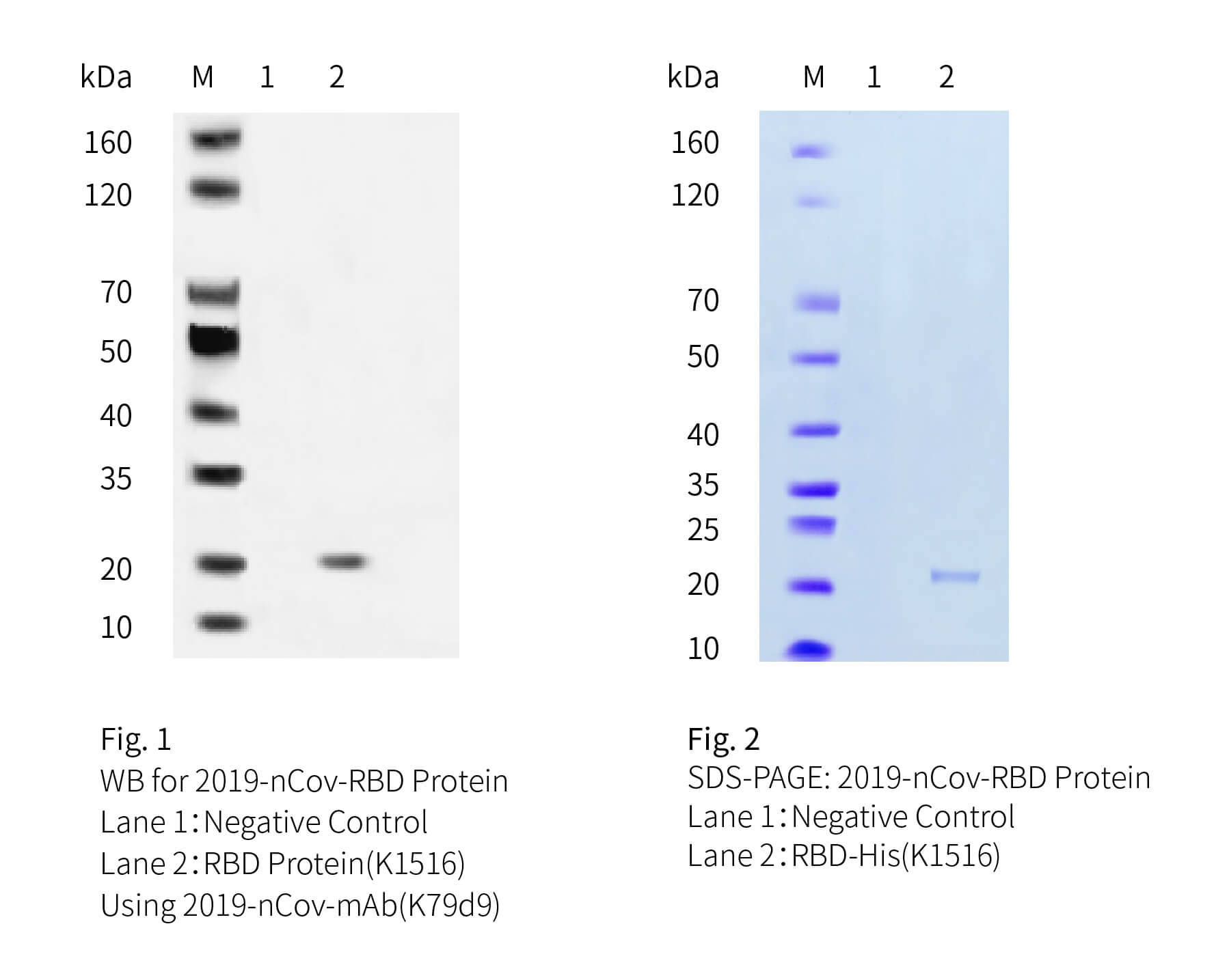 2019-nCoV-RBD-His-SDS-PAGE