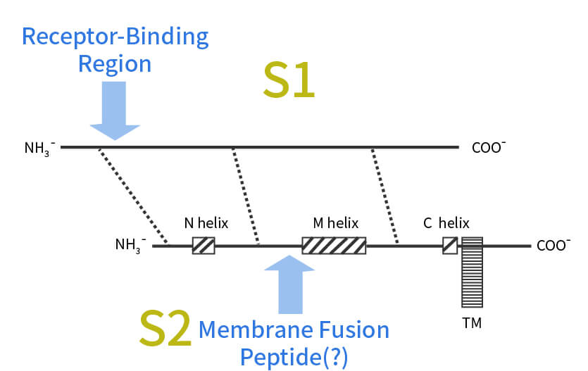 S蛋白前体两个切割产物的相互作用关系