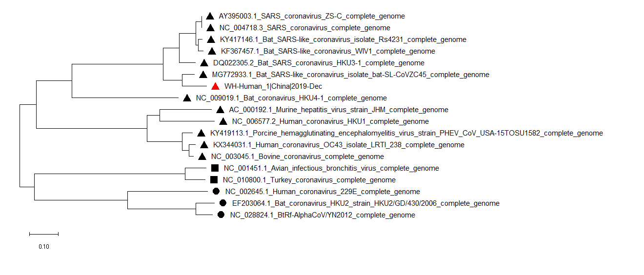 2019-nCoV系统进化树构建